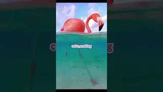 Are Flamingos Really Born Pink? 🦩