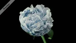 Blue rose blooming Valentine's Day free to use video download 2022 love