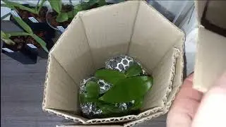 My First Orchid unboxing 2021
