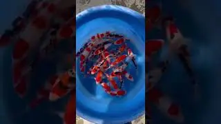 Mix Tateshita Kohaku, Tateshita Sanke , Tancho Showa , Tancho Sanke 18-28cm - Ishi Koi Farm
