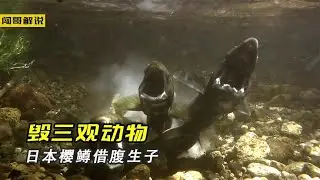 树木之间也有谋杀，日本樱鳟借腹生子，巨蜥儿子和母亲繁殖#有灵魂的动物世界【闯哥电影解说】