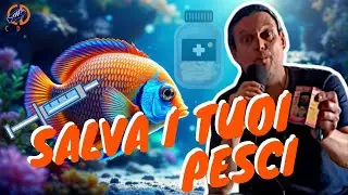 5 Malattie dei Ciclidi Africani: Come Riconoscere e Curare Ictio, Bloat e Altre Patologie - Ep.11