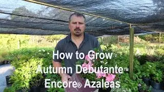 How to grow Autumn Debutante&trade; Encore&reg; Azaleas with detailed description