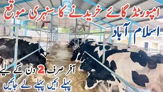 imported cows for sale in Islamabad | Top class HF cows | big offer