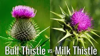 Differences between Bull Thistle & Milk Thistle | Physical & Chemical properties. 
