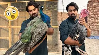Mor Or Turkey Mini Zoo Main Kab Aa Rahy Hain?🧐