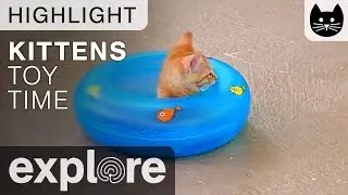 Kitten Cabana Kitten Relaxing In Toy - Live Cam Highlight 04/25/17