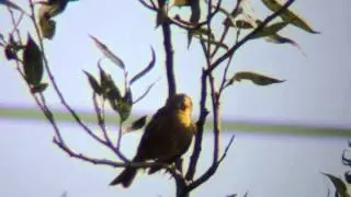Trznadel II (Yellowhammer)