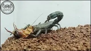 androctonus crassicauda