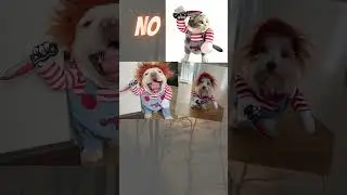 Dog halloween costume knife, Deadly Doll Dog Costume Party                              #shorts