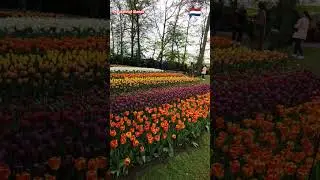 Ceva unic, lalele din #Olanda 📍 #Lisse #Netherlands #flori #flowers