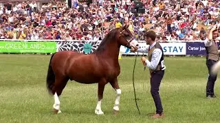 Merlod Cymreig Teip Cob - March 4-7 | Welsh Ponies Cob Type - Stallion 4-7