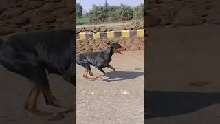 Doberman speed test #trending #dobermans #dogbreed #speed #racing #chasing #struggle