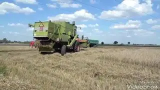 Żniwa 2016r. Claas Dominator 80