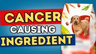Top 5 Cancer-Causing Ingredients in Dog Food You Need to Avoid
