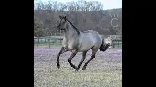 SILVER STALLION by HIGHWAYMEN, KARAOKE WITH LYRICS, INDYBEE63