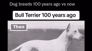 Dog breeds 100 years ago vs Now...