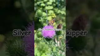 Silver Spotted Skipper on thistle. #butterflies #thistle #nectar #pollinators #naturelover