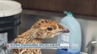 Endangered chickens to be set free through Caldwell Zoo's conservation efforts