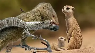 Interesting Mongoose Facts Fast and agile, the mongoose is an animal that is an adept ..., Wildlife