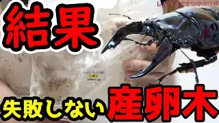 ほぼ確実に産む方法【レギウスオオツヤクワガタ】西日本昆虫社のハイパーレイシ材を使って産卵セットを組む