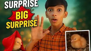Big surpris.......|kabutar ne Diya anda.... Mr pet shaqkeen 