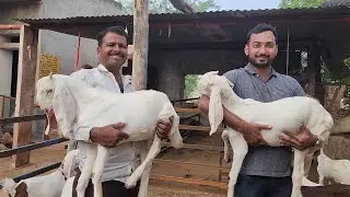 Rajasthan Model Meets Gujarat Model Goat Farming | Sohail Bhai And Barkat Bhai | 300 Goat Kids.