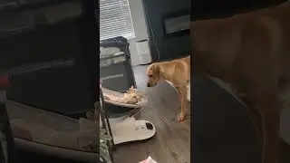 British Labrador Dog Tries to Get Infant to Play Fetch With Him - 1514562