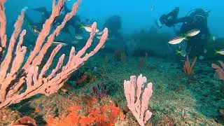 North Harbour Aquatic Reserve scuba diving Sydney best dive site