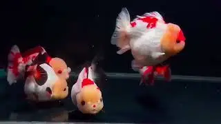 蘭壽金魚 泰獅金魚 熊貓三色
