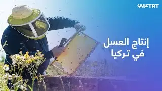 ولاية موغلا التركية أكبر مراكز إنتاج العسل وأجوده في تركيا