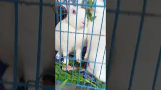animal#sort #viral #video #youtube #sort #video