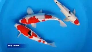 GOSANKE & PENJINAK KOLAM #ikan #koi #ikankoiberkualitas 