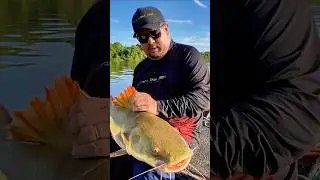 ESSE PEIXE BRIGA DEMAIS! #pescaria #pesca #eoluisquetafalando
