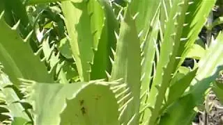 Oval-leaved agave - Agave ovatifolia -  &THORN;ykkbl&ouml;&eth;ungur - Agave bl&oacute;m - Gar&eth;sk&aacute;laplanta