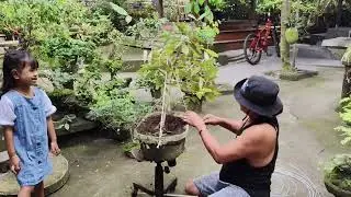 CARA BIKIN BONSAI POHON SALAM CUMA DENGAN TALI RAFIA - JALIL ANJAY