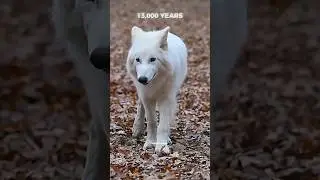 Dire wolf comeback                  #science #sciencefacts