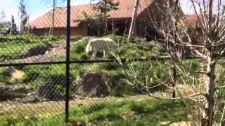 Pack behavior dominance reinforcement