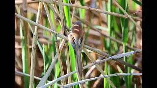 Bearded Reedling 