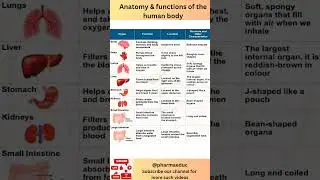 Human Body Organs & Their Functions | Anatomy Made Easy | Science for Kids & Beginners