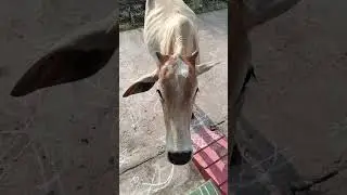 #trending #dogs #cow #love #100subscribers #comedyshorts #public #funny #dogshorts #dog #dogshorts