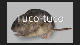 Tuco-tuco