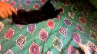 Video 0001
