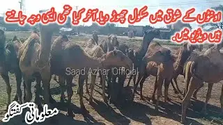 Camel farming in Pakistan| camel farming Parofitabl business| Saad Azhar Official