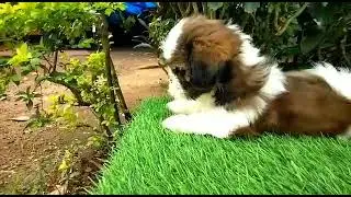 QUALITY SHIH TZU CERTIFIED KCI & CHIP MALE PUPPYS AVAILABLE IMPORT LINEAGE 📲8139883826 #thrissur
