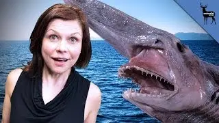 Are Goblin Sharks As Scary As They Look?