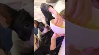 attempting to eat POPCORN when you have dogs (level hard) #puppy #dogs #funny #frenchbulldog #dog