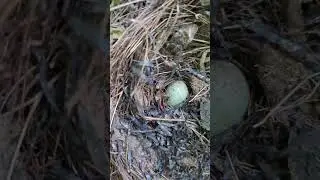 We Found A Left-Behind Egg On The Nest! 🐣🥲 #birds #nest #egg #hatching #animals #shorts #nature