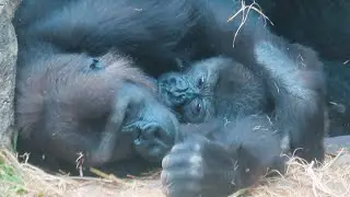 金剛猩猩Iriki與兒子Ringo的溫暖時光Beautiful moment between Iriki and son Ringo#金剛猩猩 #gorilla