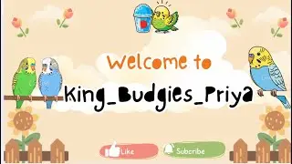 LIVE NOW 🔴 | Budgies Update | Jaldi Join Karo
